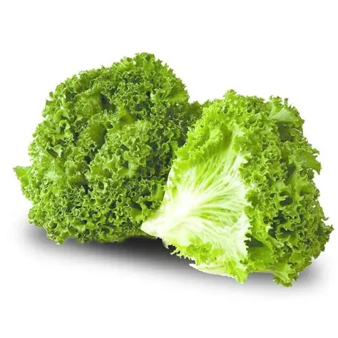 Lechuga Italiana 